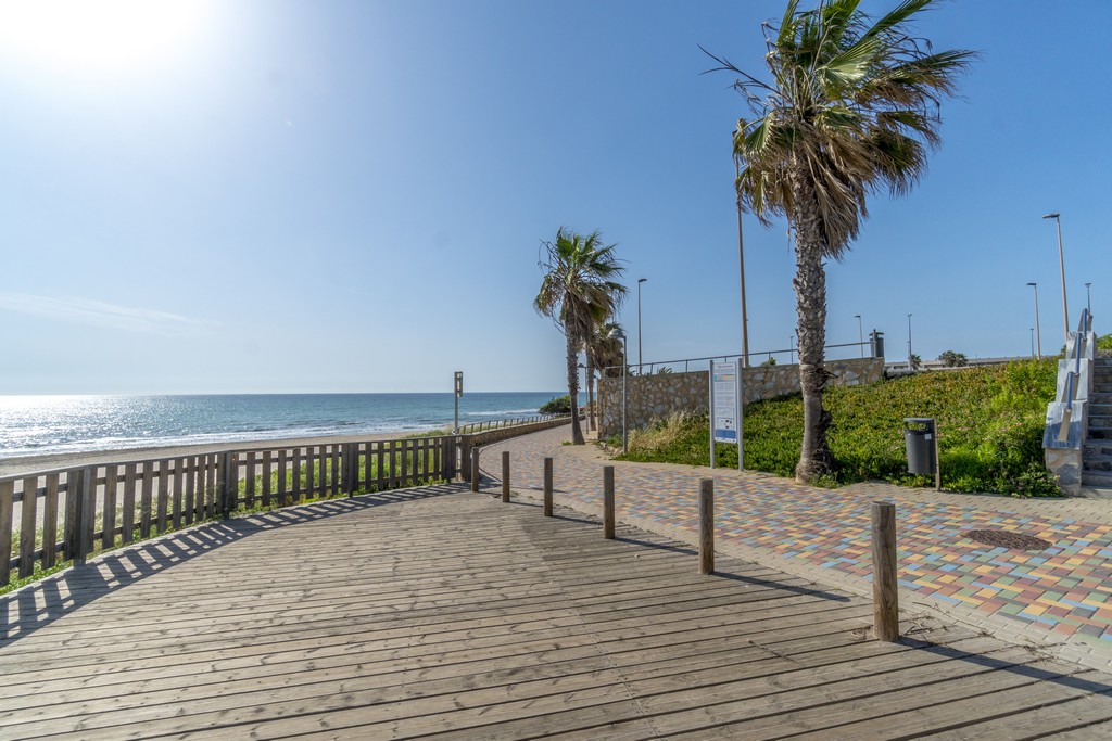 mil palmeras (2)